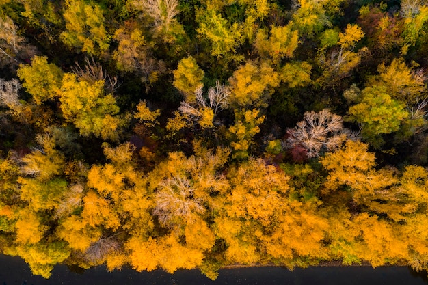 Forêt d'automne avec des arbres colorés Vue aérienne