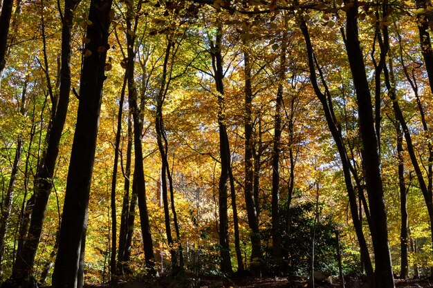 Forêt en automne avec des arbres colorés