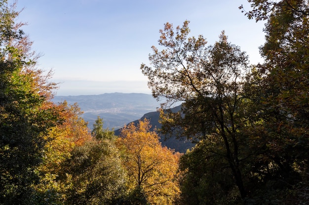 Forêt en automne avec des arbres colorés