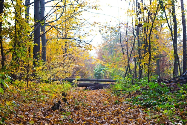 Forêt d'automne avec des arbres tombés qui chevauchent la route_