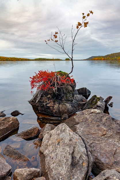Forêt d'automne au bord d'un lac en Carélie.