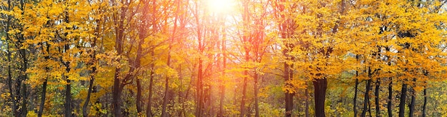 Forêt d'automne au coucher du soleil. Large panorama de la forêt d'automne en plein soleil dans des tons chauds d'automne