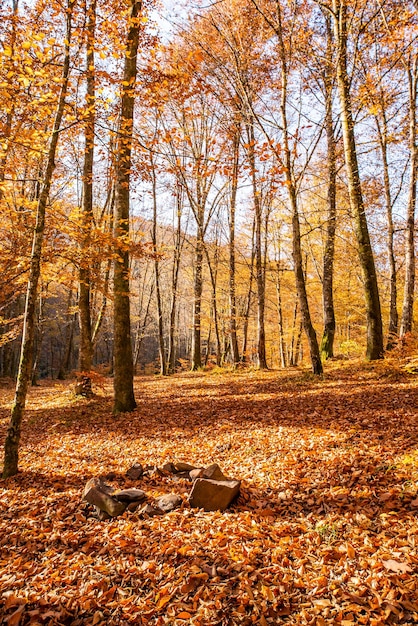 Photo forêt d'automne au lever du soleil avec le soleil projetant de beaux rayons de lumière à travers les arbres