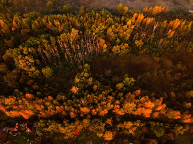 Forêt d'automne à l'aube vue aérienne Paysage d'automne