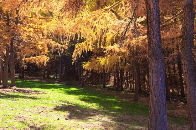 Forêt d'automne Beaux arbres de lilas Paysage naturel de l'automne