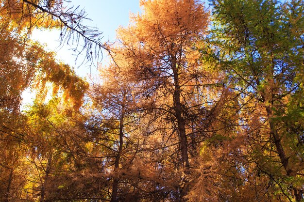 Forêt d'automne Beaux arbres de lilas Paysage naturel de l'automne