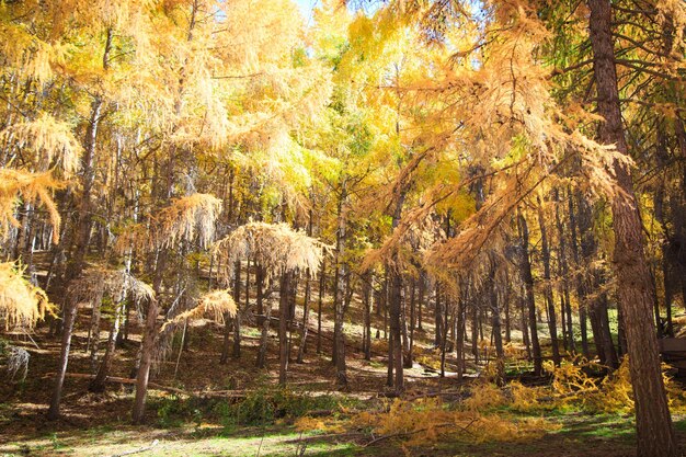 Forêt d'automne Beaux arbres de lilas Paysage naturel de l'automne