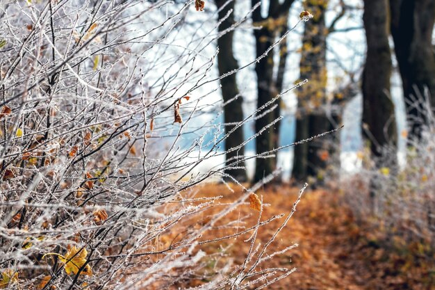 Forêt d'automne avec des branches d'arbres couvertes de givre et des feuilles tombées au sol