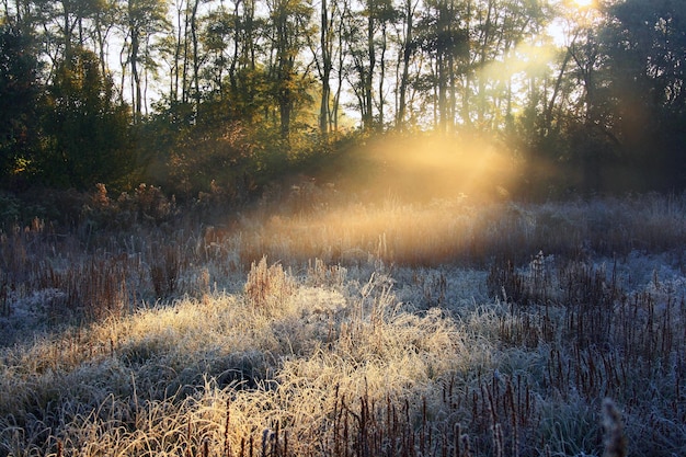 Forêt d'automne brumeuse dans les montagnes Beau paysage mystique