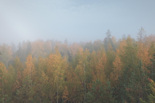 Forêt d'automne brumeuse Vue aérienne