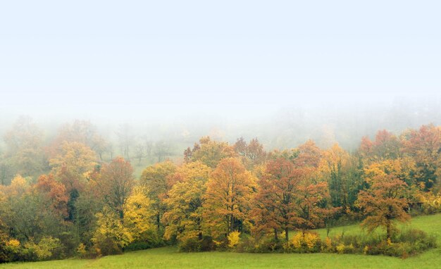 Photo la forêt de l'automne brumeuse