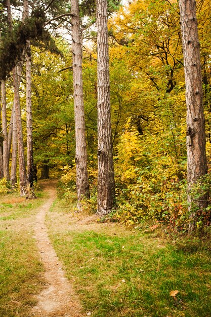 Forêt d'automne et chemin entre les arbres