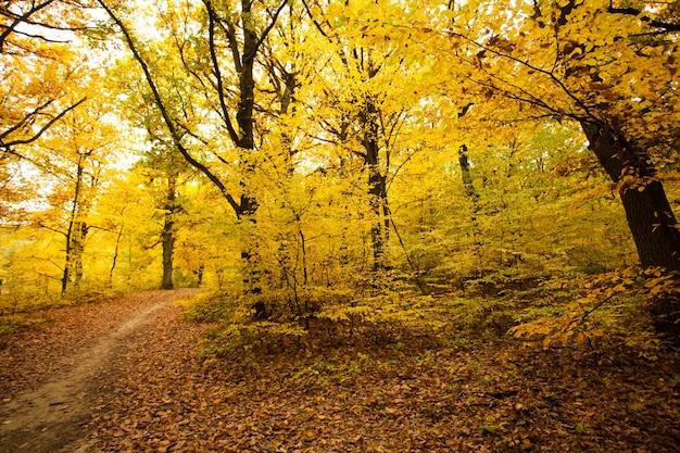 Forêt d'automne et chemin entre les arbres
