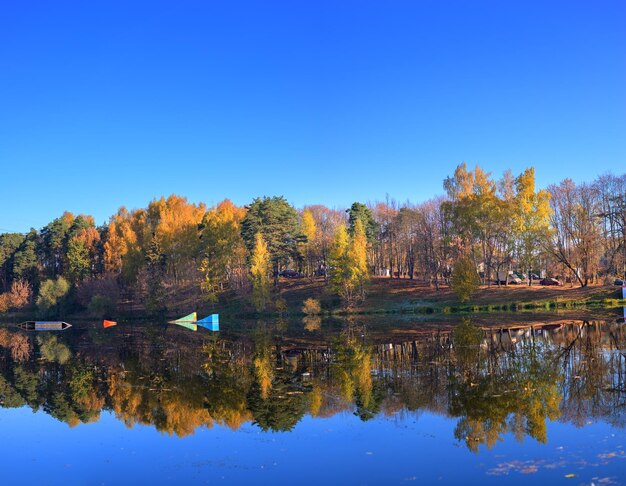 Forêt d'automne et ciel bleu