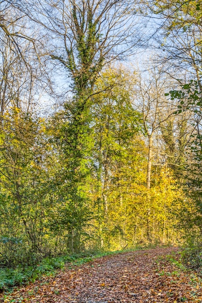 la forêt d'automne colorée