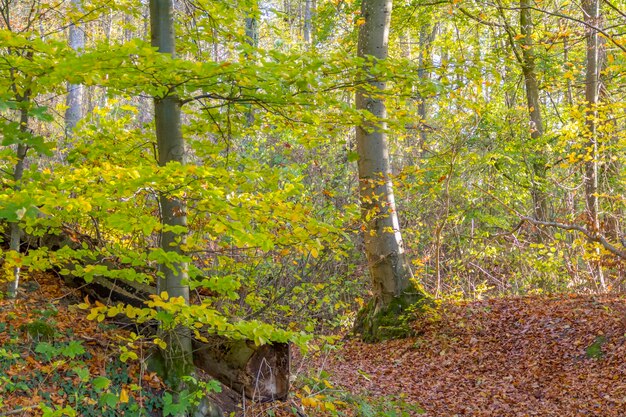 la forêt d'automne colorée