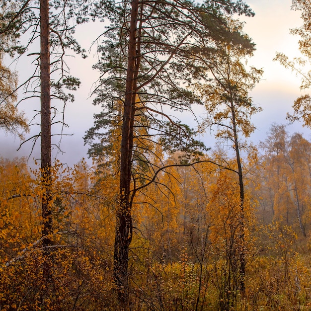 Forêt d'automne dans le brouillard du matin lumière naturelle