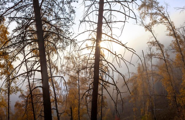 Forêt d'automne dans le brouillard du matin lumière naturelle