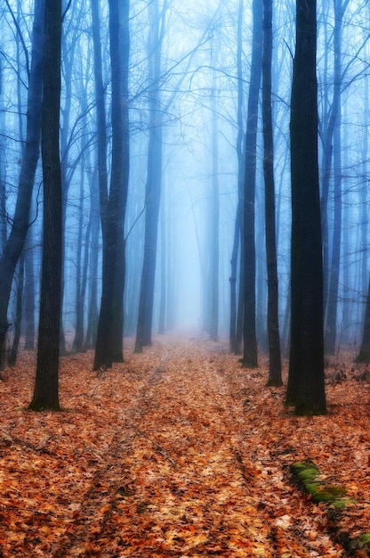 Forêt d'automne dans le brouillard