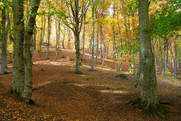 Forêt d'automne dans la chaude journée ensoleillée