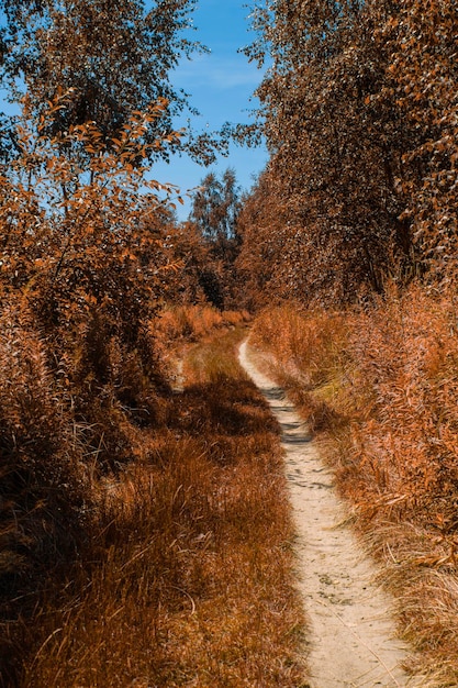 Photo forêt d'automne dans la journée beau paysage