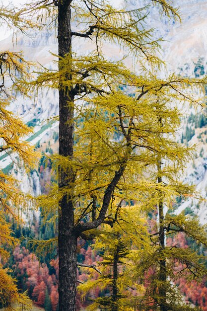 Photo forêt d'automne dans les montagnes