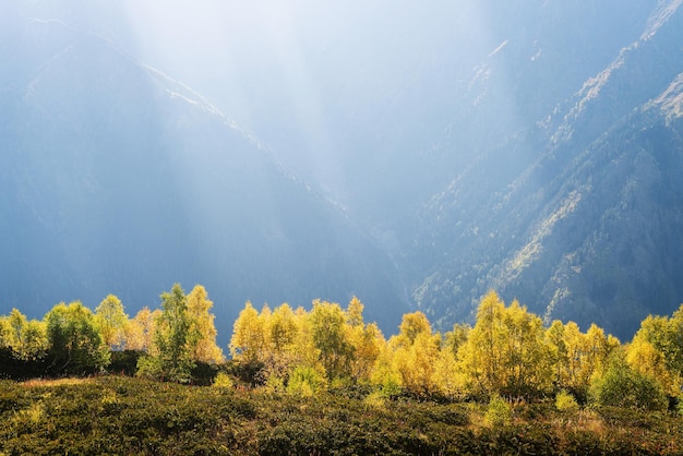 Forêt d'automne dans une vallée de montagne