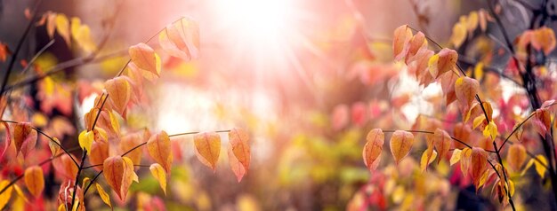 Forêt d'automne avec des feuilles colorées sur les arbres par temps ensoleillé