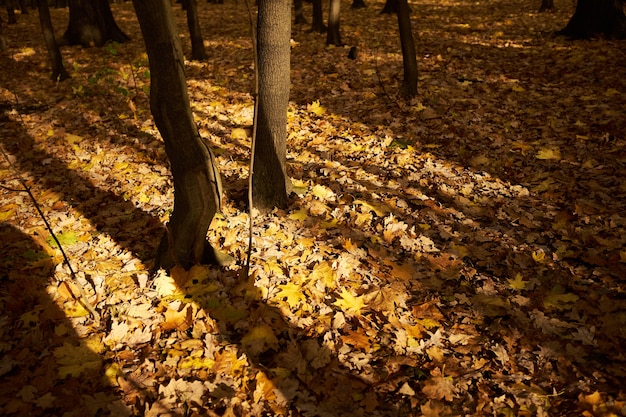 Forêt d'automne, les feuilles d'érable reposent sur un tapis dense au sol, le soleil perce les arbres