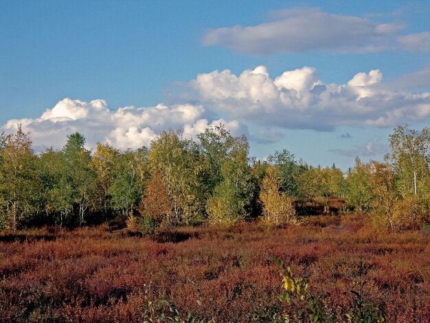 Photo forêt d'automne les feuilles de l'herbe et des arbres se sont transformées en cris