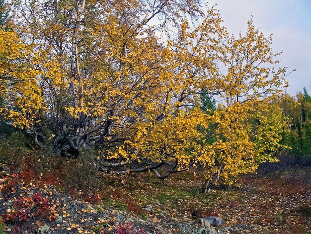 Photo forêt d'automne les feuilles de l'herbe et des arbres sont devenues jaunes