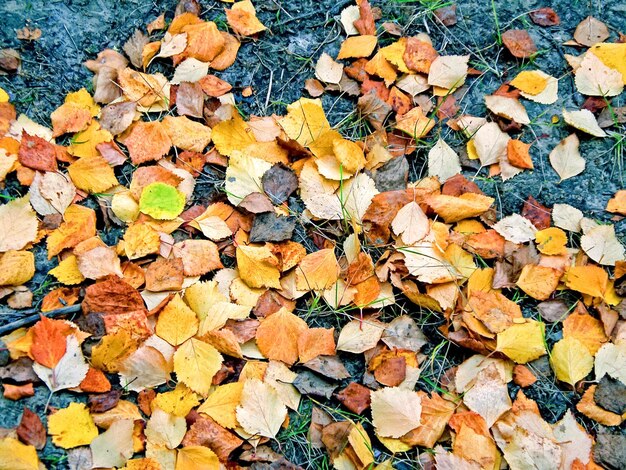 Photo forêt d'automne les feuilles de l'herbe et des arbres sont devenues jaunes