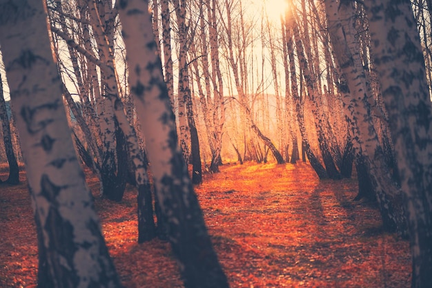 Forêt d'automne avec des feuilles jaunes tombées au coucher du soleil. Beau paysage d'automne. Mise au point sélective. Oural du Sud, Russie