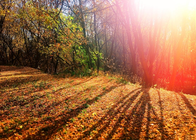 Forêt d'automne avec fond de paysage d'ombres dramatiques