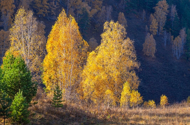 Forêt d'automne sur fond sombre