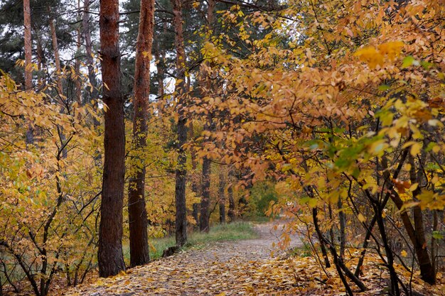 forêt d'automne forêt d'automne nature jaune orange et marron feuilles dans le bois un jour d'automne