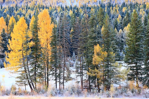 Forêt d'automne gelée de neige paysage de l'Altaï belle nature