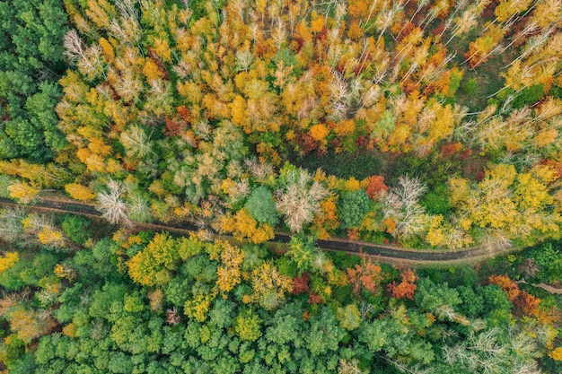 Forêt d'automne d'en haut