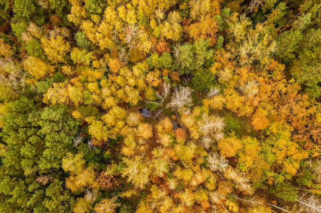 Forêt d'automne d'en haut