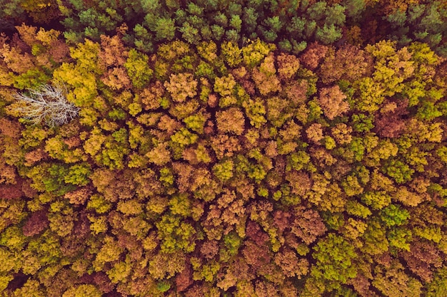 Forêt d'automne d'en haut