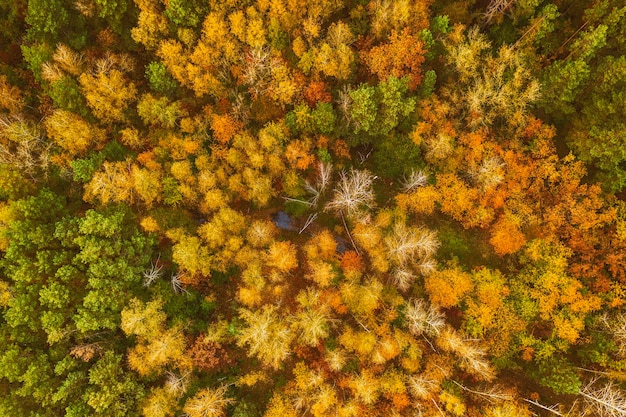 Forêt d'automne d'en haut