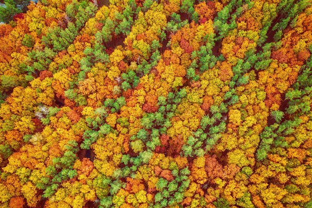 Forêt d'automne d'en haut