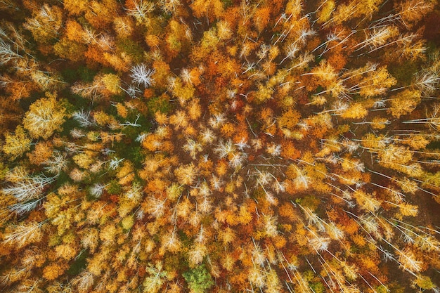 Forêt d'automne d'en haut