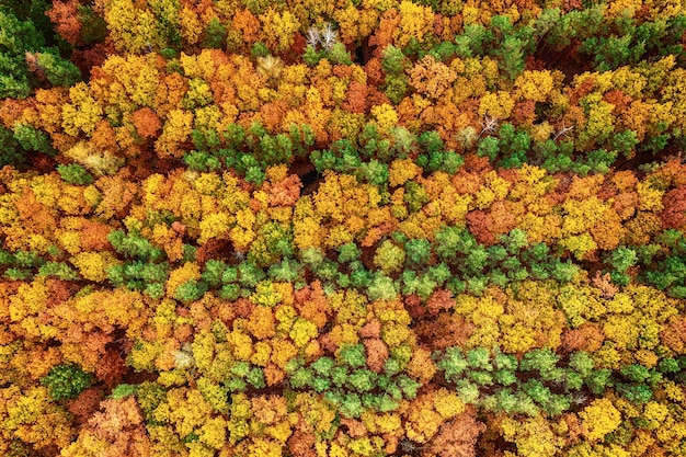 Forêt d'automne d'en haut