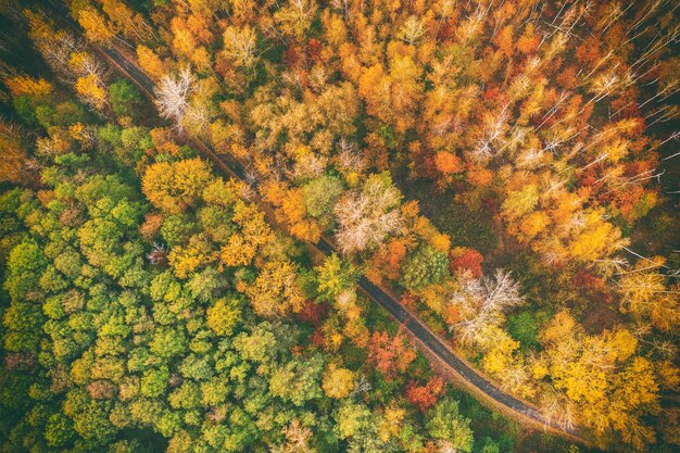 Forêt d'automne d'en haut