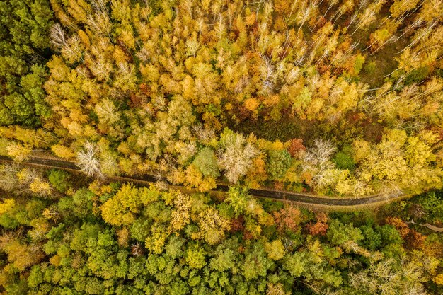 Forêt d'automne d'en haut