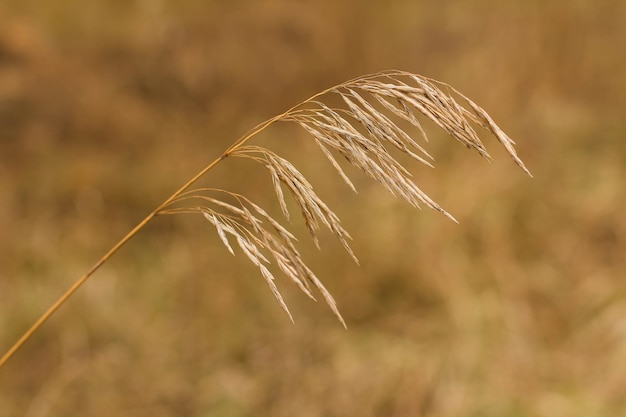 Forêt d'automne d'herbe