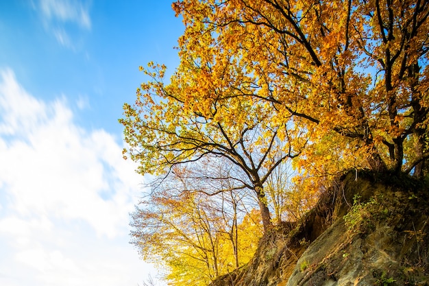 Forêt d'automne jaune avec des arbres du côté de la haute montagne rocheuse.