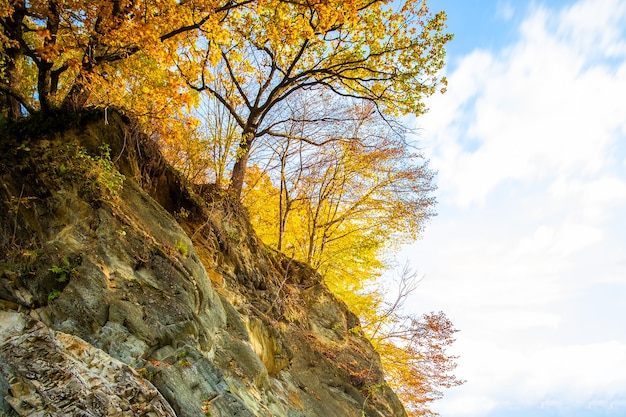Forêt d'automne jaune avec des arbres du côté de la haute montagne rocheuse.