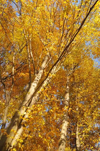 Forêt d'automne jaune